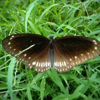 Euploea